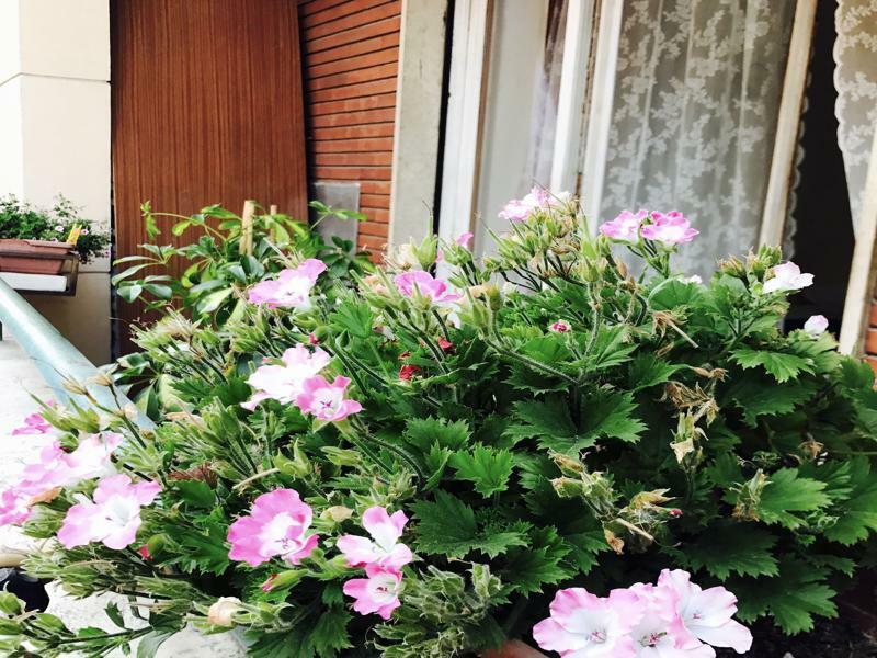 Pardis Guest House Рим Екстериор снимка